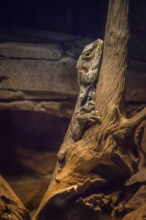 brown lizard trying to climb the trunk of a tree.の写真素材