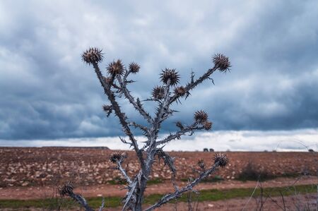 Dried thistle (Onopordum acanthium) in the foreground with plowed field background and cloudy sky.の写真素材