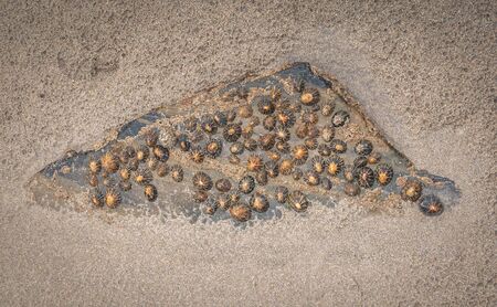 shells stuck on a rock on the ground of a beach.の写真素材