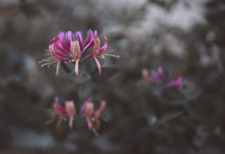 Several purple honeysuckle flowers with green leaves background.の写真素材