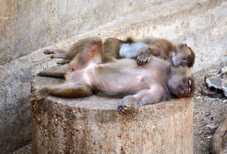 Two monkeys peacefully sleeping upside down on a rock, capturing a whimsical nap time moment