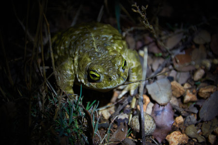 A close-up of a toad under a lantern's glow, showing its captivating eyes