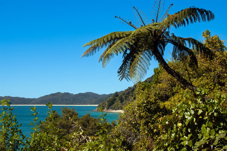turquoise water bay in abel tasman national park, southern island new zealandの写真素材
