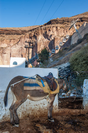 Donkey waiting for tourists at the port of Santorini, gondola cabins in the backgroundの写真素材