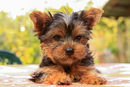 Closeup of baby Yorkshire terrier puppy outside. Front portrait and detail of young and cute Yorkie pup, playing outside with blurred background.の写真素材