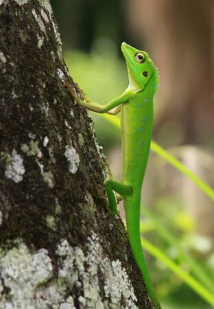 Crested green lizard (Bronchocela Cristatella) on tree trunk. This species is a bright green lizard, sometimes possessing a blue tint on the head. The males have a crest on the neck.の写真素材