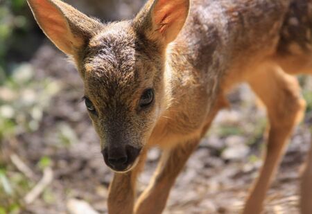 Shy baby deer in natureの写真素材