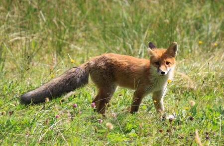 Wild European red fox in meadow in summerの写真素材