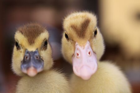 Two baby ducks side by sideの写真素材