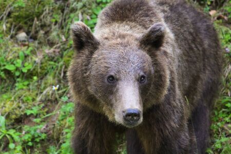 Brown bear in the wild in Transylvania, Romania. The brown bear is a bear species that is found across much of northern Eurasia and North America.の写真素材