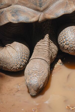 The giant tortoise of Mauritiusの写真素材