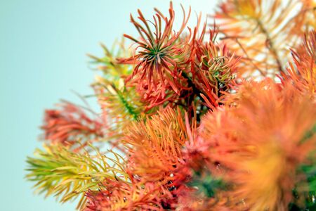 Colored plants that look like pine leaves. Green red and orange pine leaf is in focus. Background is colored and white.の写真素材