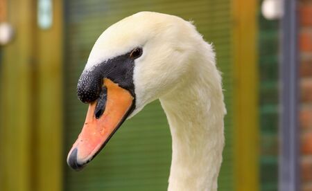 White swan making waves on a lake in Irelandの写真素材
