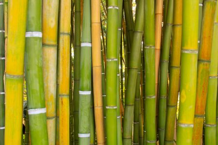 Straight lines of Bamboo wood texture backgroundの写真素材