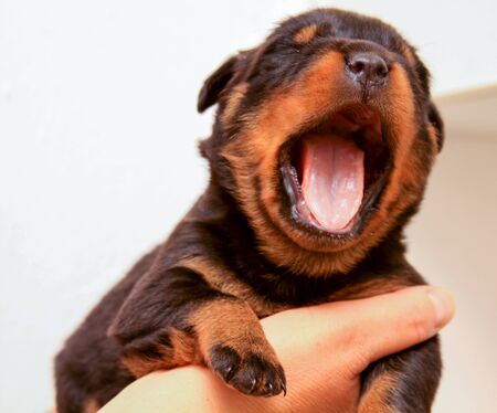 Big yawn mouth open Rottweiler baby dog in handの写真素材