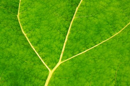 Green leaf texture background plant veins details