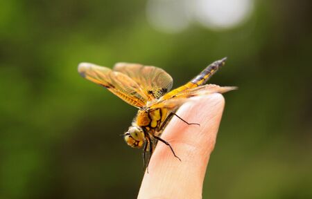 Yellow dragonfly insect on finger, blurred green backgroundの写真素材