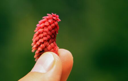 Close-up of red pine flower in spring held between fingersの写真素材