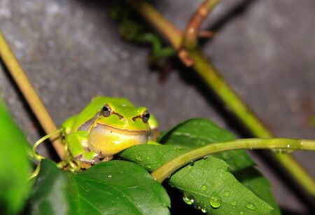 European tree frog (Hyla arborea) on plant leafの写真素材