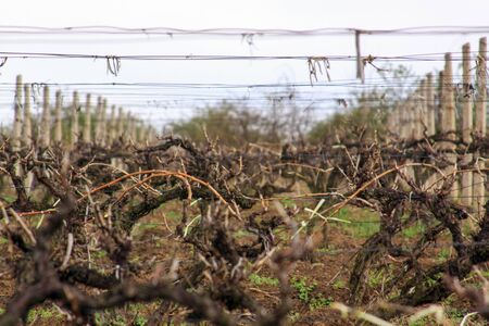 Grape vine plants in vineyard culture in springの写真素材