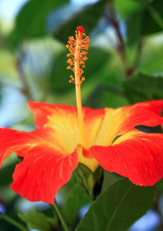 Beautiful red tropical hibiscus flower in bloom blurred backgroundの写真素材
