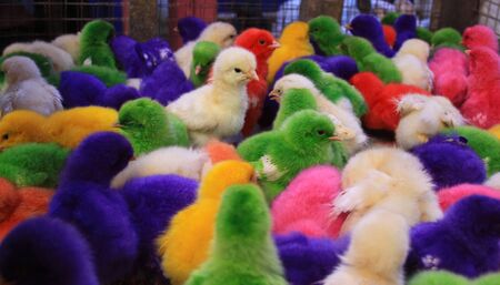 Colored baby chicken in Padang market Pasar Raya, West Sumatra, Indonesia. Color diversity in crowded place displaying yellow, orange, green, red, purple pink and white chicks.の写真素材