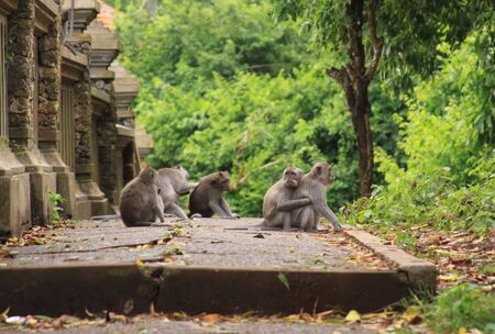 Group of macaque monkeys grooming on the path at Uluwatu, Bali, Indonesiaの写真素材