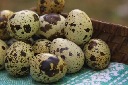 Quail eggs in basket after farming harvest agriculture