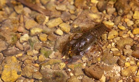The Astacus astacus (or noble crayfish, European crayfish, and broad-fingered crayfish) is a species of crayfish in Europe. Like other crayfish, the Astacus astacus lives in fresh water.の写真素材