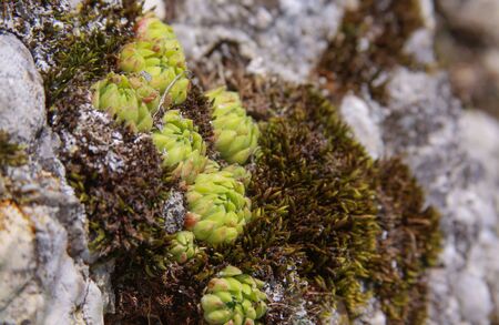 Rock moss and mountain vegetation in Ceahlau mountains, Romaniaの写真素材