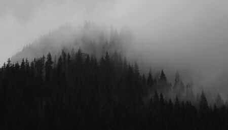 Black and white pine tree forest and clouds, in Transylvania, Romaniaの写真素材