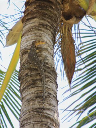 Asian monitor lizard or water monitor lizard (varanus salvator) climbed high in palm tree, on Gili Air island, Lombok, Indonesiaの写真素材