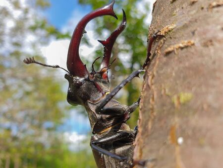 Side view close-up of large male European stag beetle (Lucanus cervus) insect on tree branch, in...