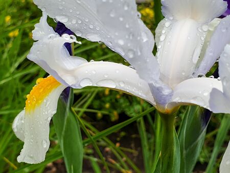 White iris flower with rain drops in garden detail. Iris Hollandica