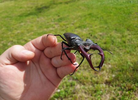 Big male European stag beetle (Lucanus cervus) insect close-up on fingers. Stag beetles is a family...