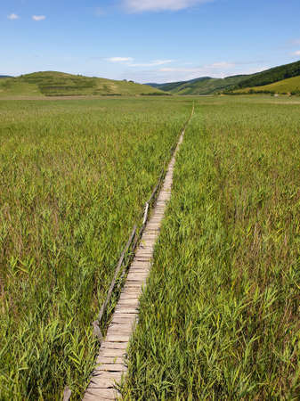 Empty straight line of wooden pathway in reed field at Stufarisurile de la Sic natural reserve, Romania. No people on path made of wood, through dense reed field, in protected natural areaの写真素材