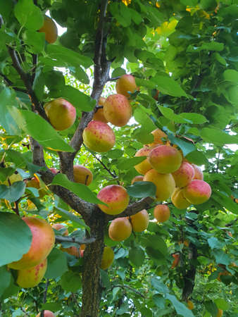 Ripe apricots in tree in garden in summer, ready to be picked. Agriculture fruit production farm scene in August (early autumn)の写真素材