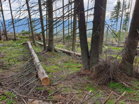 Deforestation issue in nature park. Environmental problem in Apuseni mountains. Cutting down pine trees, illegal logging in Transylvania, Romania. Illegal pine tree cutting in Transylvania, Romaniaの写真素材