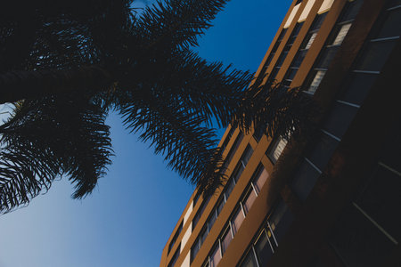 Palm tree and an unidentified building photo
