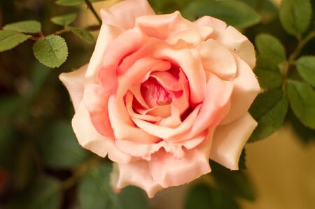 Stunning Valentines Day Rose Pink Botany February 14th. Madrid. Spain.の写真素材