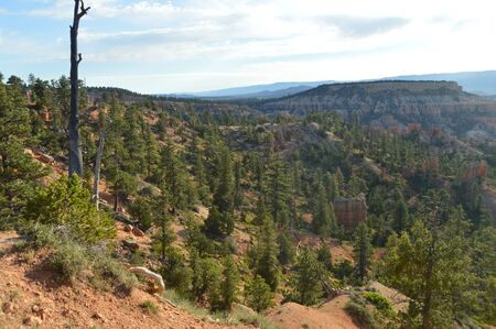 Leafy Forests Of Pines And Firs In Bryce Canyon Formations Of Hodes. Geology. Travel.Nature.の写真素材