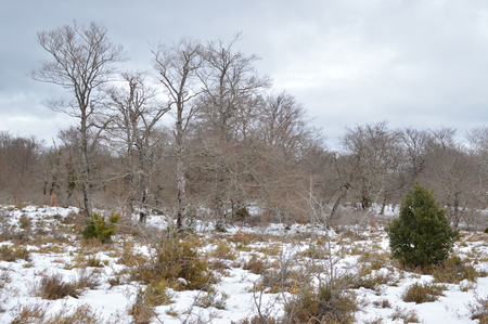 Beautiful Beech Forest Completely Snowy On The Road To The Jump Of The River Snowed Nervion. Nature Landscapes Snow. March 23, 2018. Burgos Castilla-Leon Spain.のeditorial素材