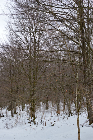 Beautiful Beech Forest Completely Snowy On The Road To The Jump Of The River Snowed Nervion. Nature Landscapes Snow. March 23, 2018. Burgos Castilla-Leon Spain.のeditorial素材