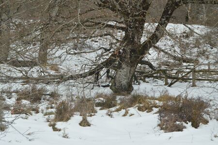 Wonderful Beech Forest Completely Snowy On The Way To The Nervion River Jump One Of The Highest Waterfalls In Europe. Landscapes Nature Rivers Snow. March 23, 2018. Rio Nervion Berberana Burgos Castilla-Leon Spain.の写真素材
