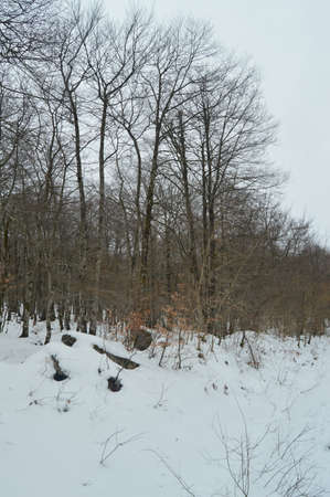 Wonderful Beech Forest Completely Snowy On The Way To The Nervion River Jump One Of The Highest Waterfalls In Europe. Landscapes Nature Rivers Snow. March 23, 2018. Rio Nervion Berberana Burgos Castilla-Leon Spain.の写真素材