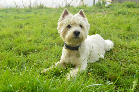 Magnificent West Highland White Terrier Dog Lying On The Grass In The Gorbeia Natural Park. Animal Nature Portrait. March 26, 2018. Gorbeia Natural Park. Urigoiti Basque Country. Spain.の写真素材