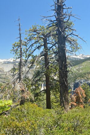 Beautiful Forest With Infinite Views To A Waterfall From One Of The Mountains Of Yosemite National Park. Nature Travel Holidays. June 29, 2017. Yosemite National Park. Mariposa California. USA. EEUUのeditorial素材