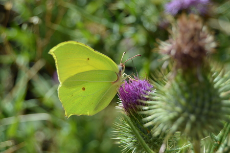 Portrait Of Green Butterfly On A Purple Flower In The Mountains Of Galicia. Fence Of Valleys. Pine Forests. Meadows And Forests Of Eucalyptus In Rebedul. August 3, 2013. Rebedul, Lugo, Galicia, Spain. Rural Tourism, Nature.の写真素材