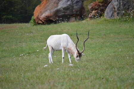 Portrait Of An Addax In The Natural Park Of Cabarceno Old Mine For Iron Extraction. August 25, 2013. Cabarceno, Cantabria. Holidays Nature Street Photography Animals Wildlifeの写真素材