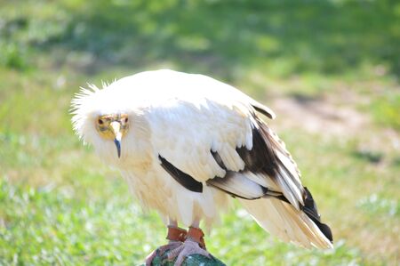 Vulture Portrait Of Palm Trees, Gypohierax Angolensis, In The Natural Park Of Cabarceno Old Mine For...